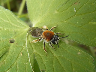 Andrena haemorrhoa