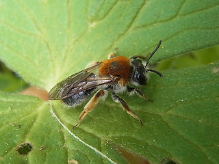 Andrena haemorrhoa