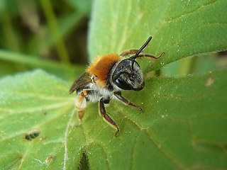 Andrena haemorrhoa