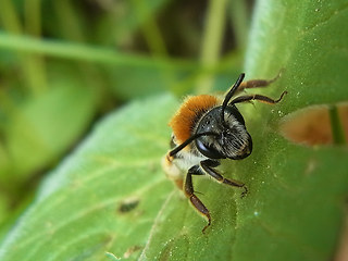 Andrena haemorrhoa