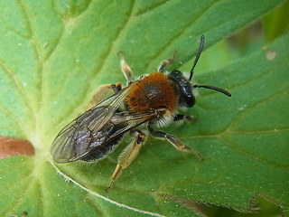 Andrena haemorrhoa