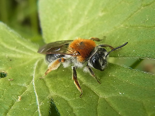 Andrena haemorrhoa