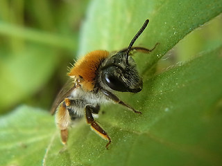 Andrena haemorrhoa