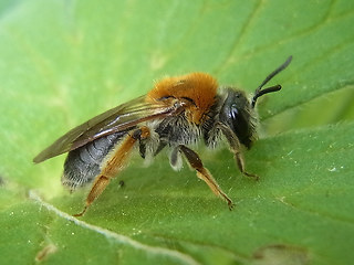 Andrena haemorrhoa