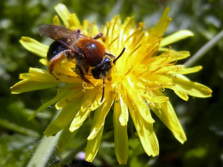 Andrena haemorrhoa