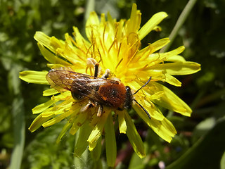 Andrena haemorrhoa