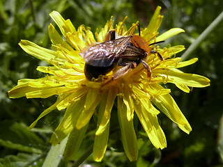 Andrena haemorrhoa