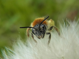 Andrena haemorrhoa