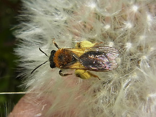 Andrena haemorrhoa