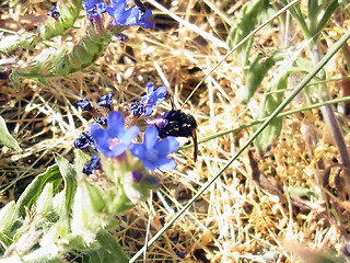 Andrena nasuta