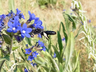 Andrena nasuta