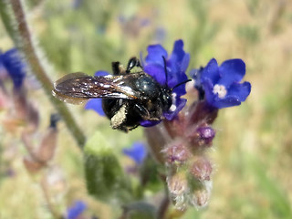 Andrena nasuta