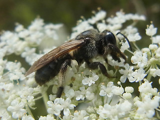 Andrena rosae