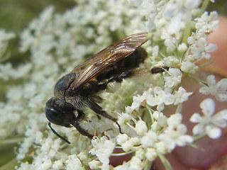 Andrena rosae