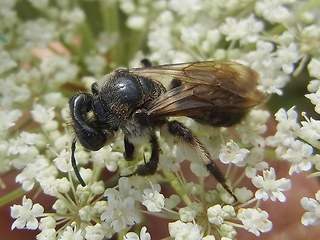 Andrena rosae