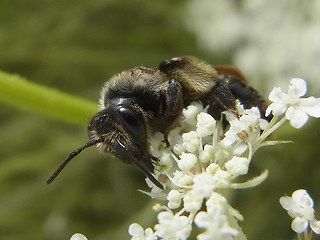 Andrena rosae