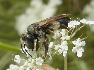 Andrena rosae