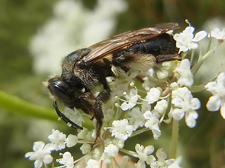 Andrena rosae