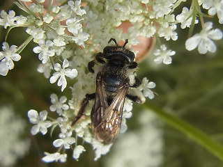 Andrena rosae