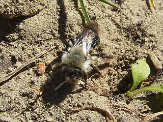 Andrena vaga