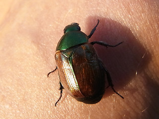 Anomala dubia