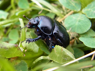 noplotrupes stercorosus