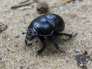 Anoplotrupes stercorosus