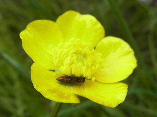 Anthaxia nitidula