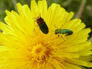 Anthaxia nitidula