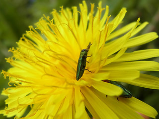 Anthaxia nitidula