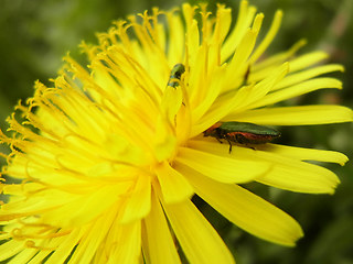 Anthaxia nitidula