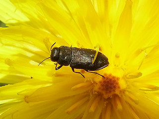 Anthaxia quadripunctata