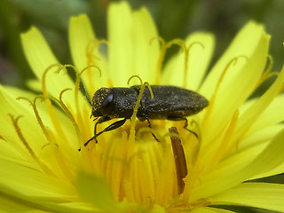 Anthaxia similis