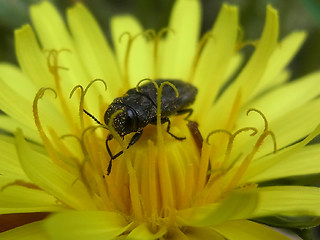 Anthaxia similis