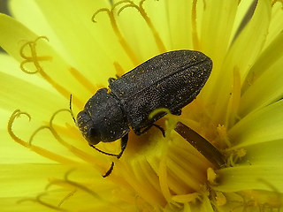 Anthaxia similis