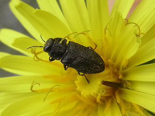 Anthaxia similis