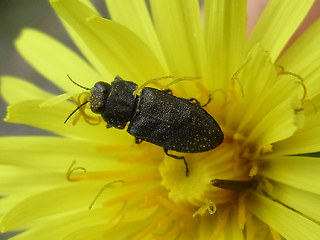 Anthaxia similis