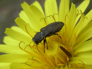 Anthaxia similis