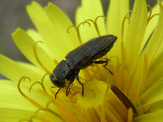 Anthaxia similis