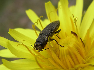 Anthaxia similis