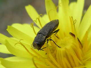 Anthaxia similis