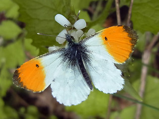 Iphiclides podalirius