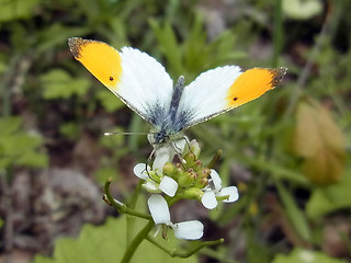 Anthocharis cardamines