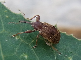 Anthonomus rectirostris