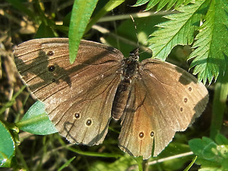 Aphantopus hyperantus