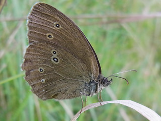 Aphantopus hyperantus