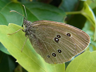 Aphantopus hyperantus