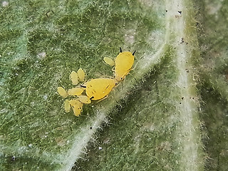 Aphis verbasci