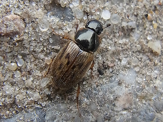 Aphodius contaminatus