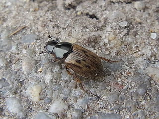 Aphodius contaminatus